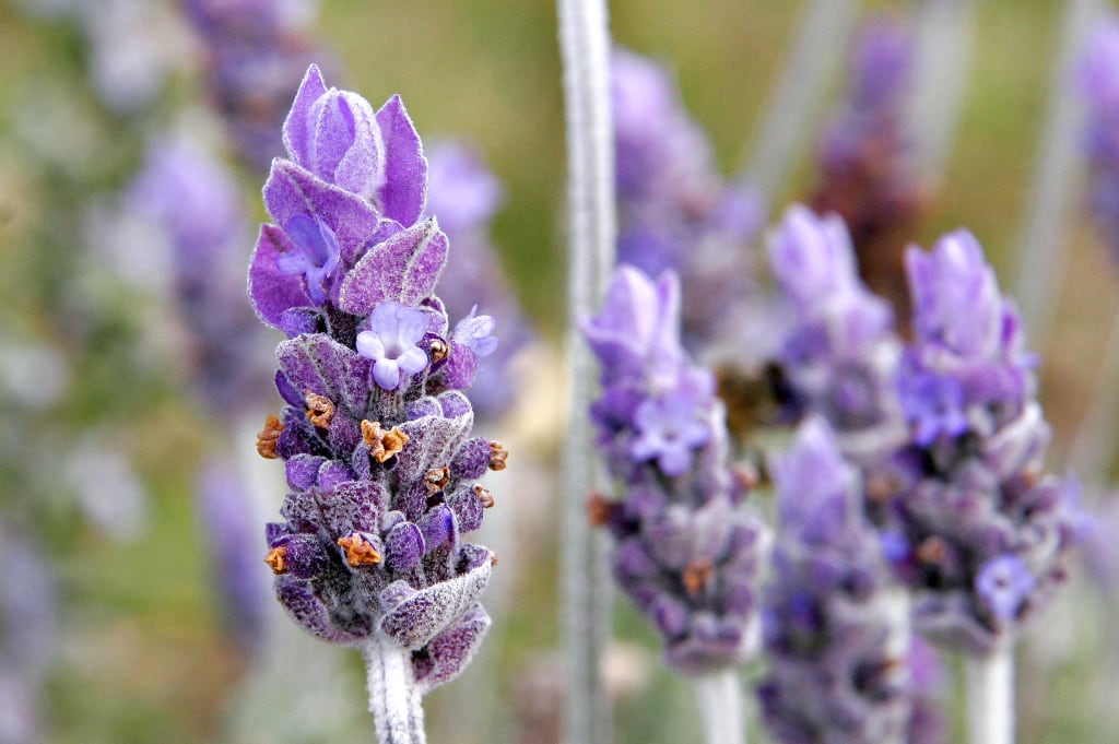 Interconnectedness and Holistic Healing in South Africa: What a Universe of Fields Teaches Us About Health